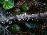 Capitotricha bicolor image