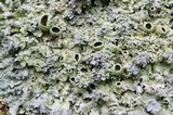Punctelia bolliana image