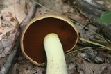 Boletus vermiculosoides image