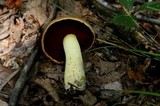 Boletus vermiculosoides image