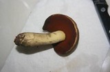 Boletus vermiculosoides image