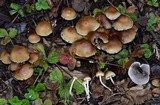 Hypholoma dispersum image