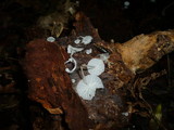 Delicatula integrella image