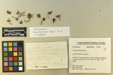 Inocybe jacobi image