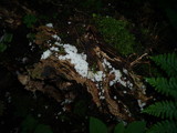 Delicatula integrella image