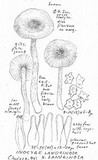 Inocybe lanuginosa image