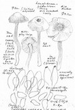 Inocybe lacera var. helobia image