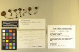 Inocybe lacera image
