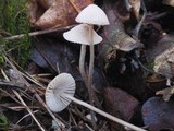 Mycena filopes image