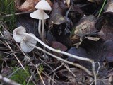 Mycena filopes image