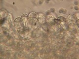 Mycena filopes image