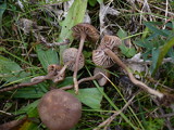 Dermoloma pseudocuneifolium image