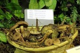 Tricholoma vaccinum image