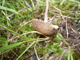 Dermoloma pseudocuneifolium image