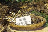 Psathyrella piluliformis image