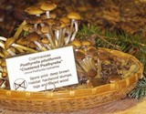 Psathyrella piluliformis image