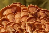 Pleurotus djamor image