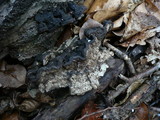 Datronia mollis image
