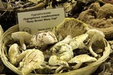 Hygrophorus roseobrunneus image