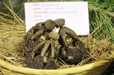 Geastrum fornicatum image