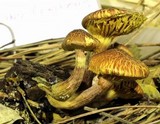 Gymnopilus luteofolius image