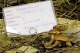Gymnopilus luteofolius image