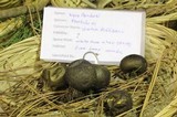 Lycoperdon umbrinum image