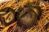 Lycoperdon umbrinum image