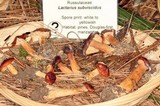 Lactarius subviscidus image