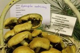 Gymnopilus ventricosus image