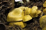 Gymnopilus ventricosus image