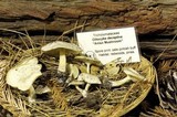 Clitocybe fragrans image