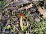 Descolea maculata image