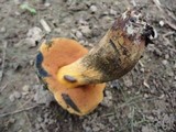 Boletus luridus image