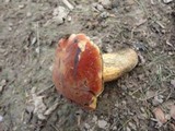 Boletus luridus image