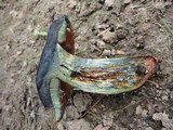 Boletus luridus image