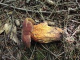 Boletus luridus image