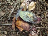 Boletus luridus image