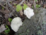 Tyromyces chioneus image