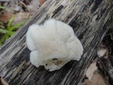 Tyromyces chioneus image