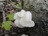 Tyromyces chioneus image
