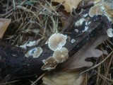 Crepidotus malachius image