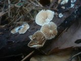 Crepidotus malachius image