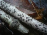Diatrype bullata image
