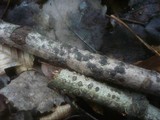 Diatrype bullata image