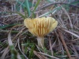 Hygrophorus hypothejus image