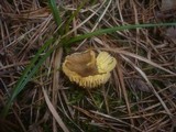 Hygrophorus hypothejus image