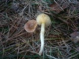 Hygrophorus hypothejus image