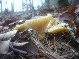 Hygrophorus lucorum image