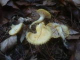 Hygrophorus lucorum image